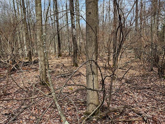 3rd image of Snowshoe Cir