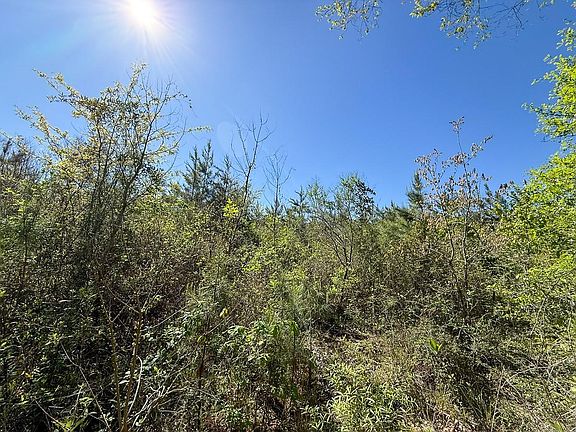 5th image of Flat Rd