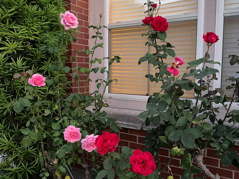 Front yard garden