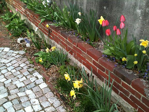 early spring foliage