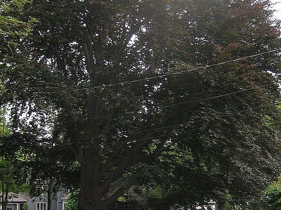 Historic Tree