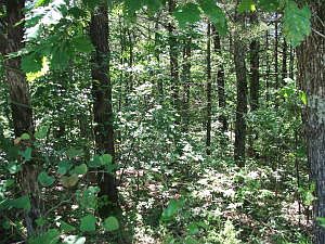 4th image of Chaney Cemetery & Lake Haven Dr