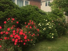 2 Bryon Rd, Chestnut Hill, MA