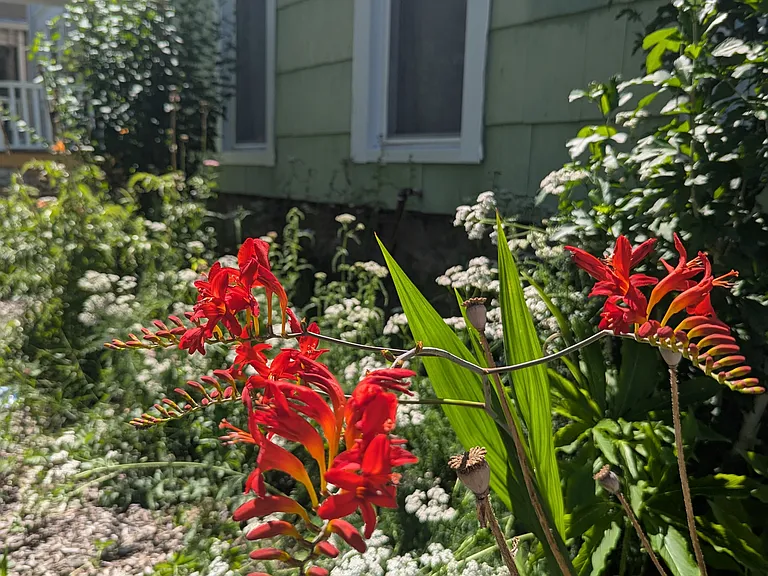 Perennial gardens throughout