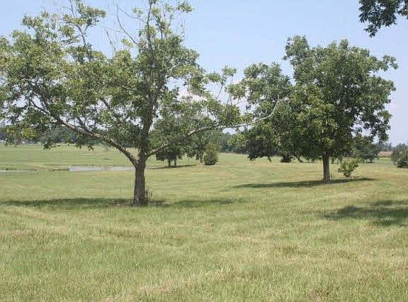 3rd image of 17075 Charles McKenzie Ln