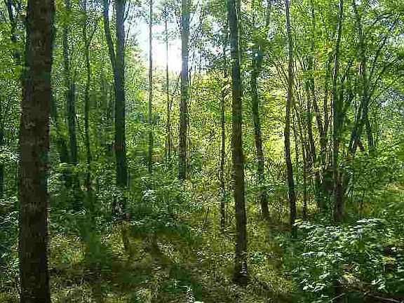 3rd image of Rt 686 Gullion Fork Road