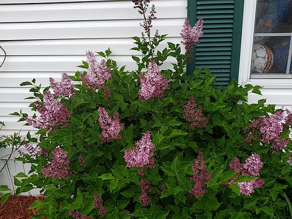 Lilacs 