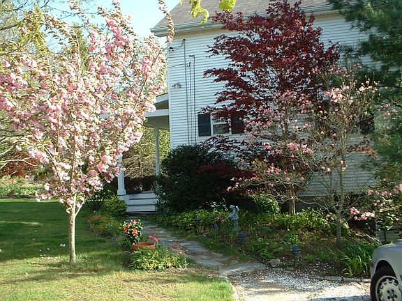 Spring Blooms on Jepson Lane