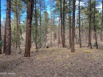 4041 S Gold Dust Trl, Show Low, AZ, 85901