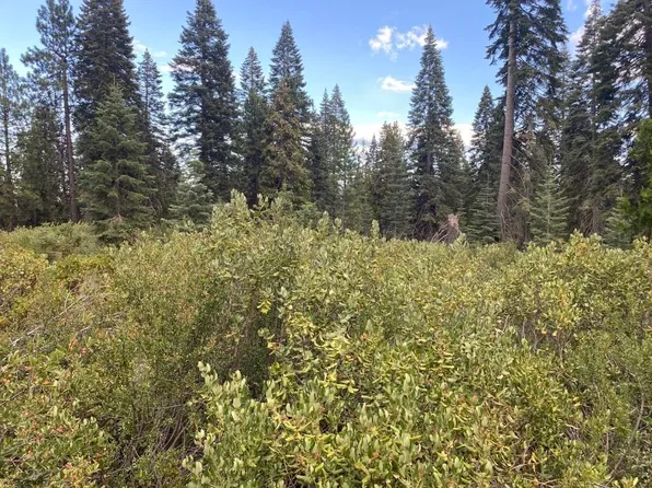 3-F-9 Silverthorn Ct, McCloud, CA 96057