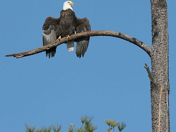 Similar eagle (its Big)