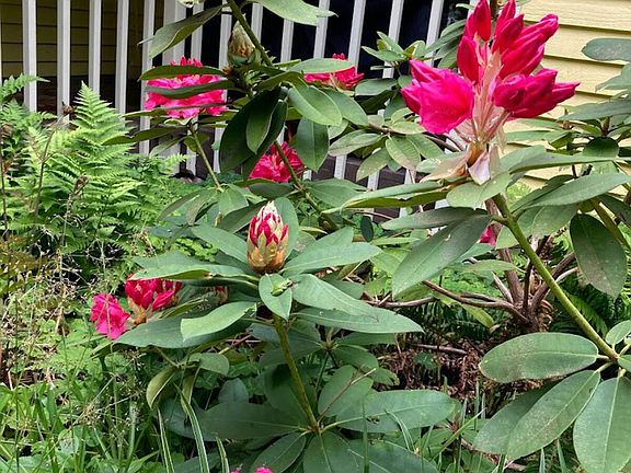 Rhody at your front door blooms in April. Is off the charts.