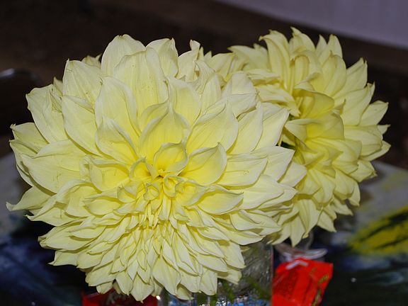 Dahlias and Sunflowers galore in summer time