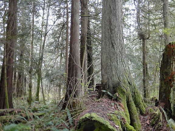 old growth nurse log