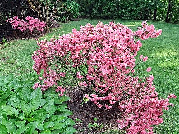 2nd image of 64 Alpine Rd