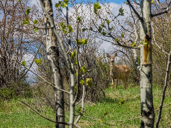 Abundant elk, deer, wildlife