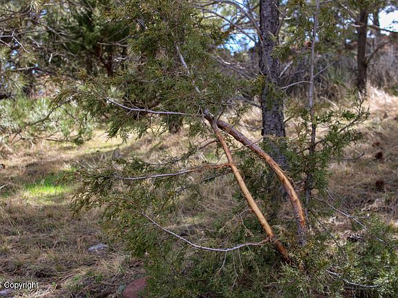 2nd image of TRACT Two Broad Axe Rd #C