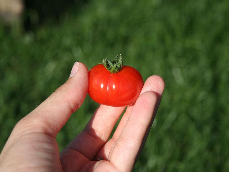 little tomato from the garden