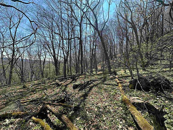 4th image of Mountain Lake Rd