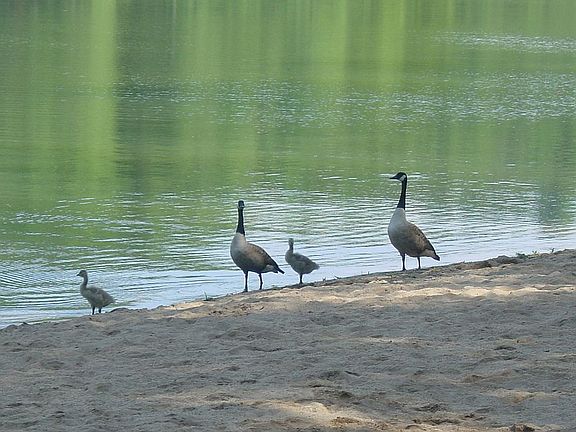 Geese at community lake