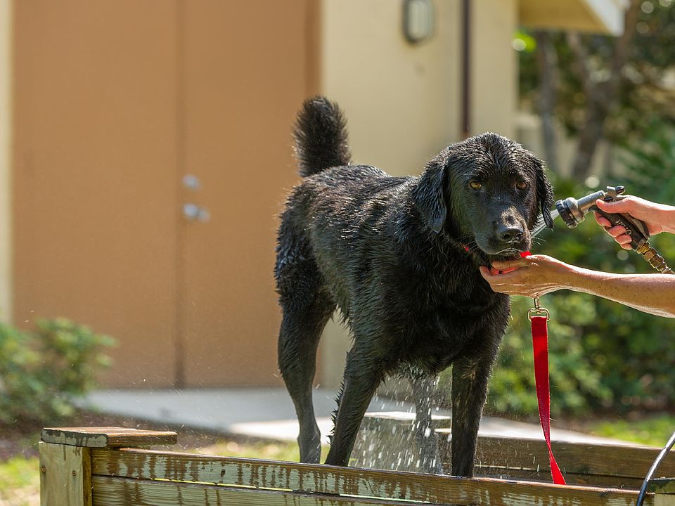 Dog Wash Station