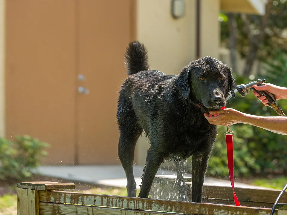 Dog Wash Station