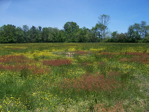 Pasture