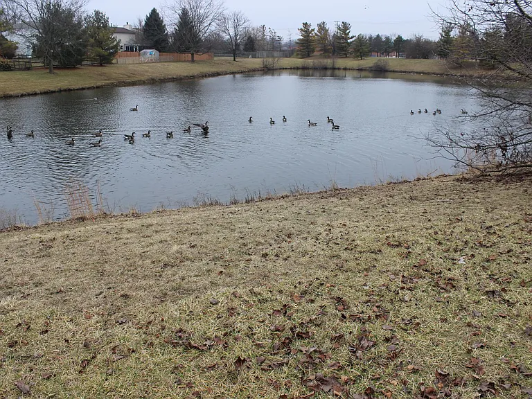 Pond