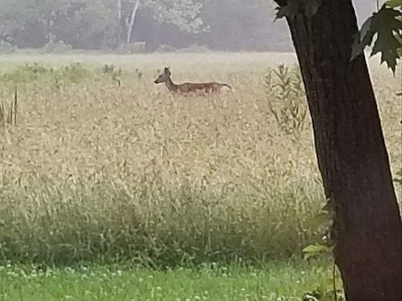 2nd image of 69 Brushy Branch Cutt Off