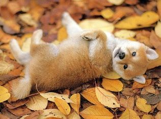 1000 Wilson Point Rd APT D, Middle River, MD 21220