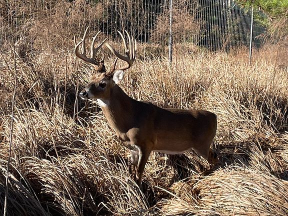 3rd image of 468 Oak Rd