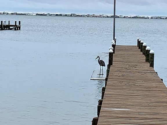 Wildlife