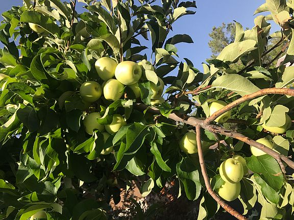 Your apple tree