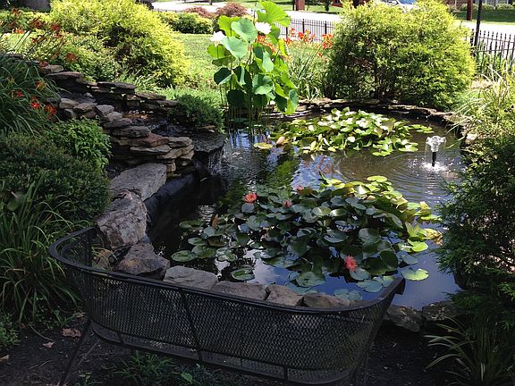 Koi pond and Waterfall- F.Y.