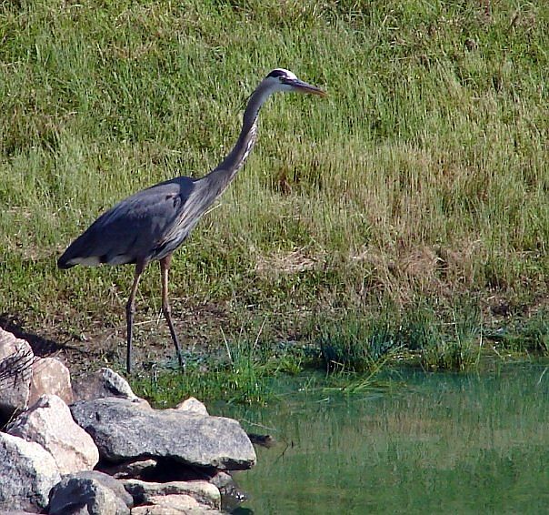 Blue Heron visiting pond