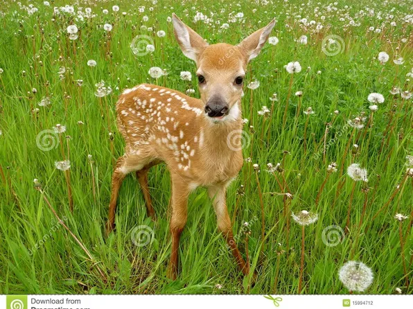 4784 Woodrow Pl #1201, Arrington, TN 37014