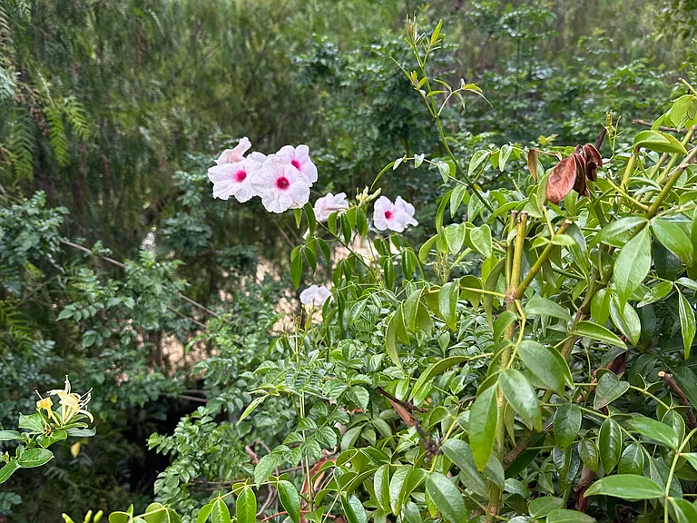 View Behind Backyard Fence
