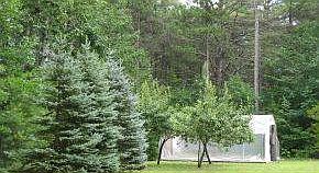 Backyard - Evergreens/Fruit Tr