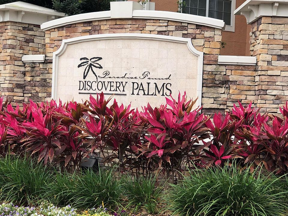 Beautiful Discovery Palms!