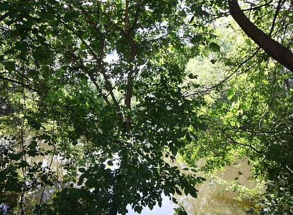 Even a small pond in your backyard.