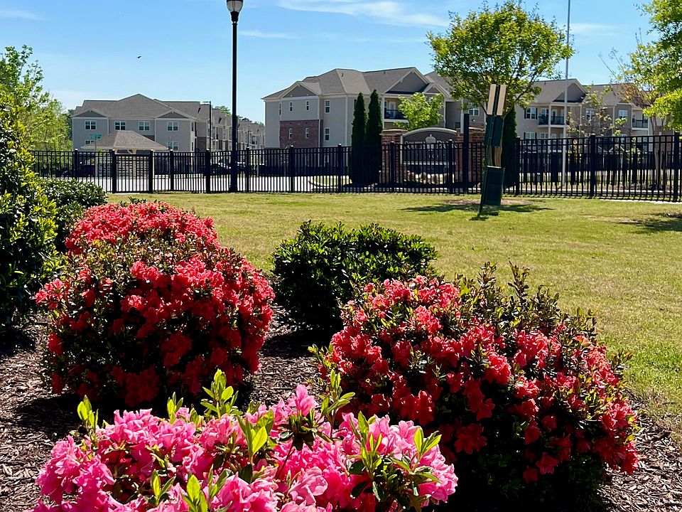 Spring in North Carolina - Azaleas in bloom
