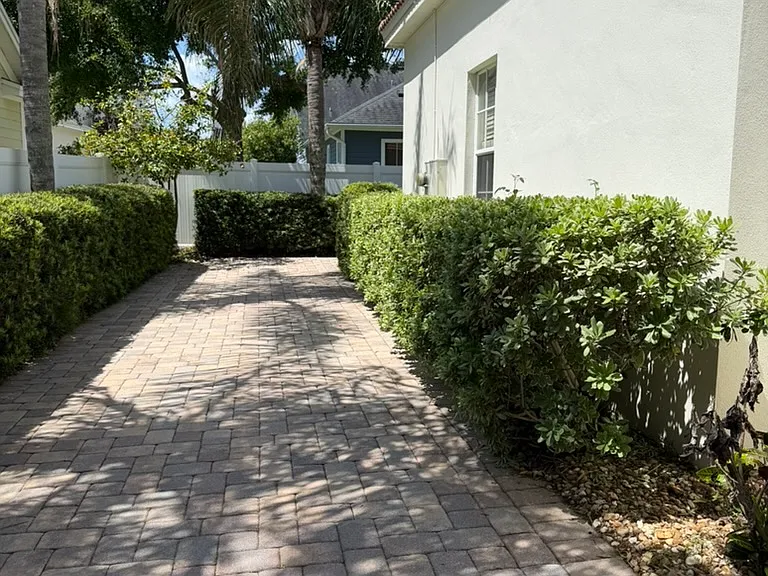 Side yard showing palm trees
