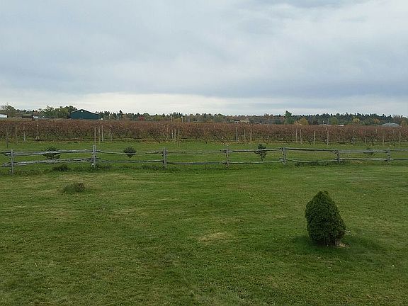 Vineyard view in the back