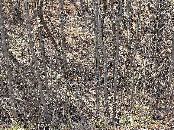 5th image of 4310 Peckerwood Rd