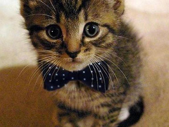 Cats are Welcome! $200 one time deposit
