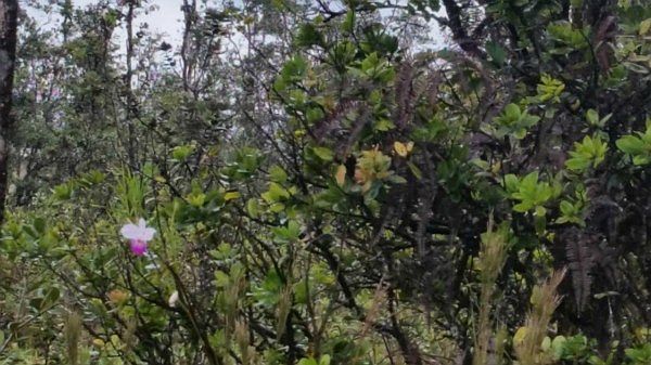 2nd image of Road 11 Pulelehua Lot 6094