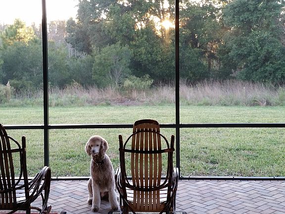 Preserve in back yard