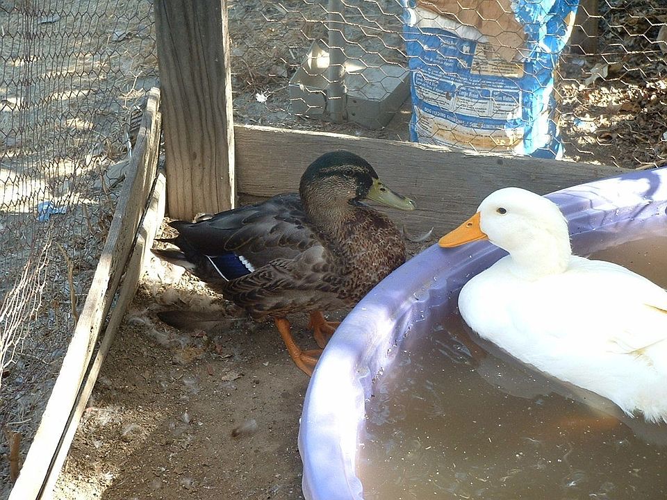 My ducks