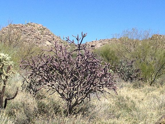 4th image of 14462 N Giant Saguaro Pl