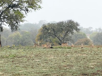 534 Whitetail dr LOT 8A, Adkins, TX, 78101